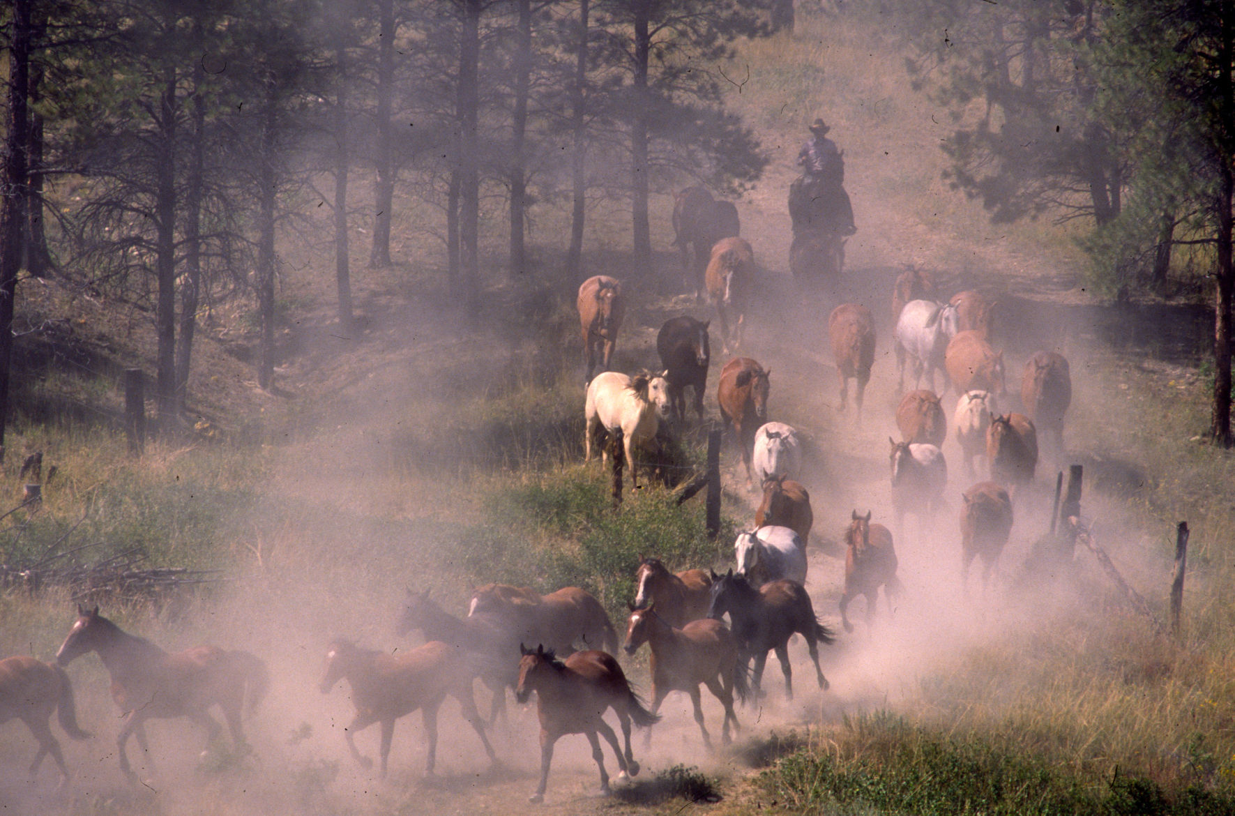Great Montana Centennial Cattle Drive